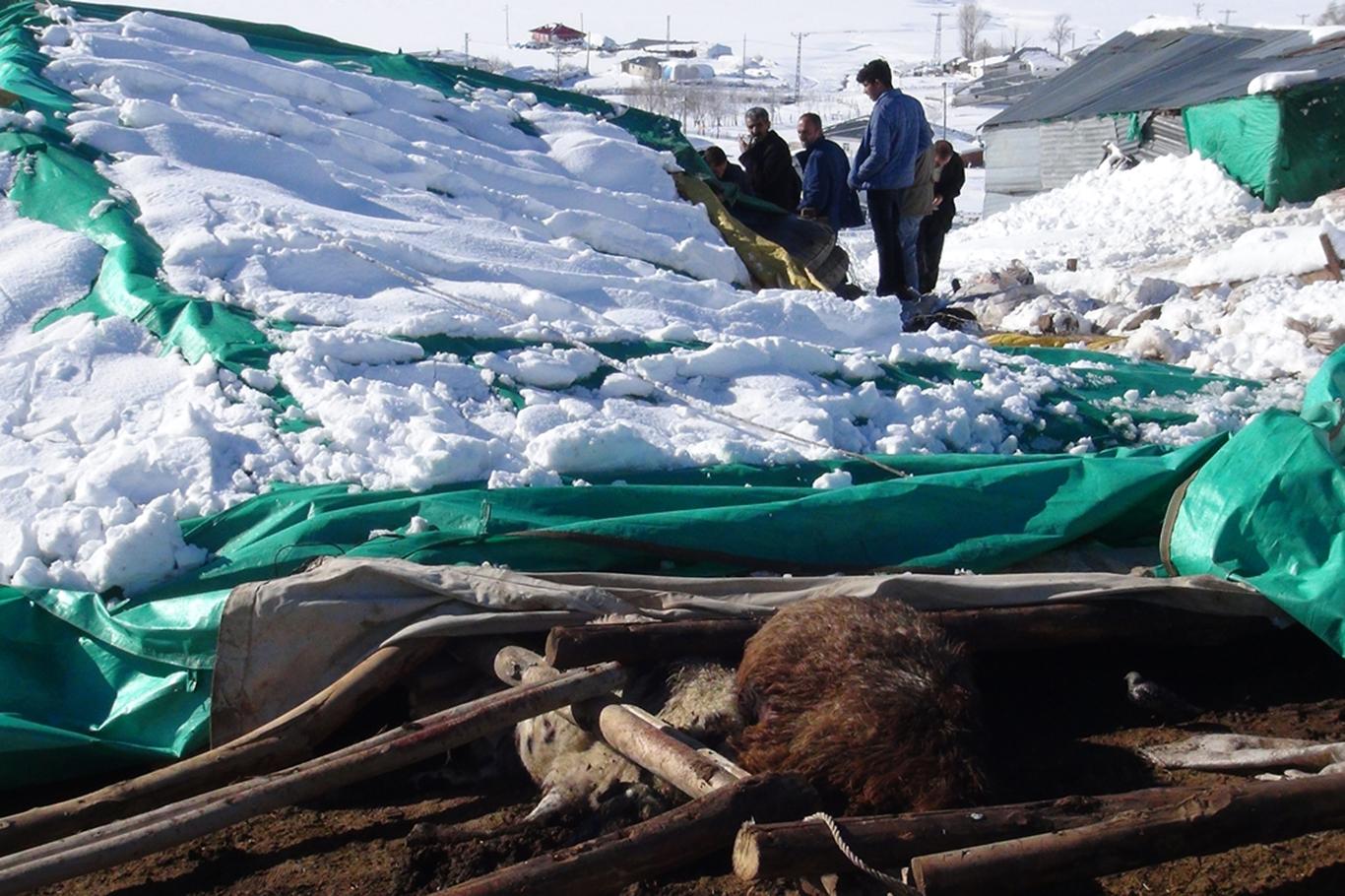 Kar nedeniyle hayvan barınağı çöktü: 20 koyun telef oldu